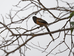 Dendrocitta vagabunda
