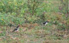 Gracupica floweri