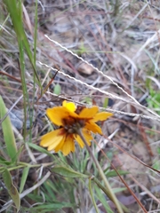 Coreopsis linifolia