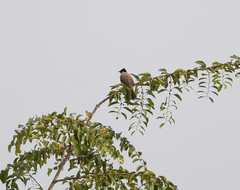 Pycnonotus aurigaster