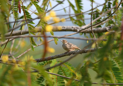 Mirafra erythrocephala