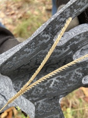 Eustachys floridana