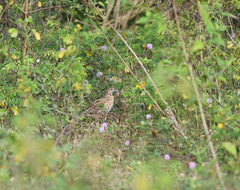 Coturnix coromandelica