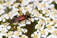 Stenurella bifasciata