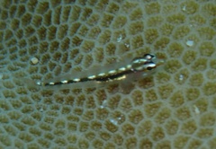 Eviota sebreei