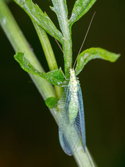 Pseudomallada ventralis