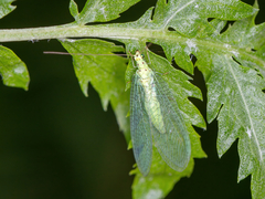 Pseudomallada ventralis