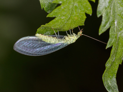 Pseudomallada ventralis