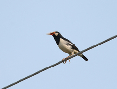 Gracupica floweri