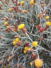 Syncarpha gnaphaloides