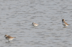 Calidris falcinellus
