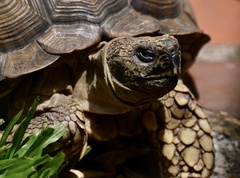 Chelonoidis chilensis
