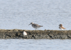 Calidris tenuirostris