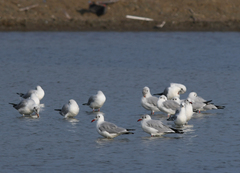 Chroicocephalus brunnicephalus