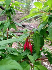 Fuchsia magellanica