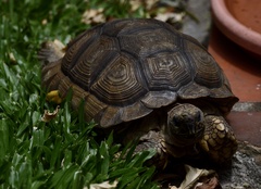 Chelonoidis chilensis