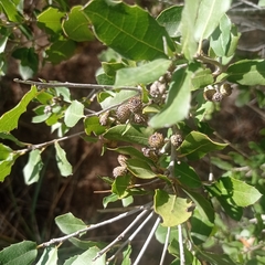 Quercus coccifera