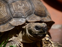 Chelonoidis chilensis