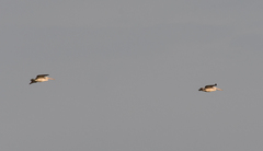 Pelecanus philippensis