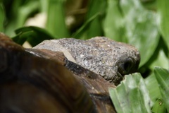 Chelonoidis chilensis