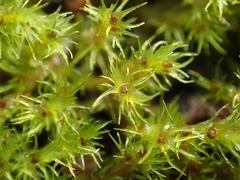 Racomitrium fasciculare