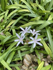 Crinum americanum
