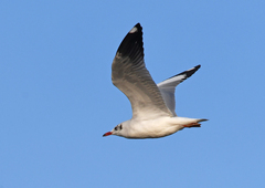 Chroicocephalus brunnicephalus