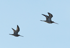 Limnodromus semipalmatus