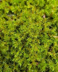 Racomitrium fasciculare