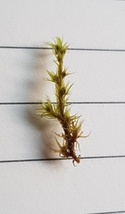 Racomitrium fasciculare
