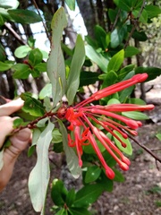 Embothrium coccineum