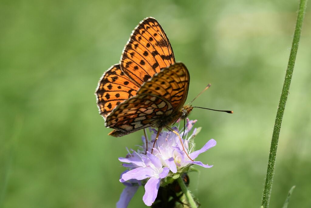 Twin-spot Fritillary in June 2019 by Markus Dumke · iNaturalist