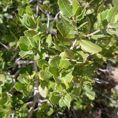 Quercus coccifera