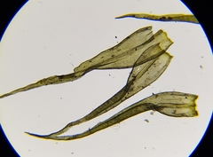 Racomitrium fasciculare