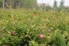 Rosa roxburghii