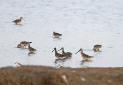 Limnodromus semipalmatus