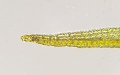 Racomitrium fasciculare