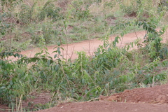 Combretum
