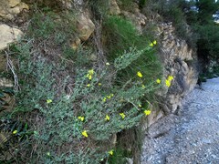 Coronilla juncea
