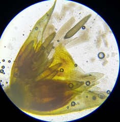 Racomitrium fasciculare