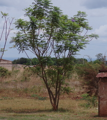 Jacaranda mimosifolia