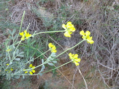 Coronilla juncea