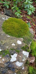 Racomitrium fasciculare