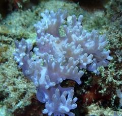 Conglomeratusclera coerulea