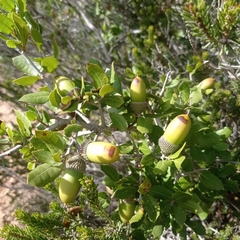 Quercus coccifera