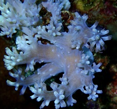Conglomeratusclera coerulea