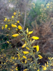 Ulex argenteus subsericeus