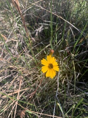 Coreopsis leavenworthii