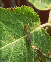 Nephrotoma wulpiana