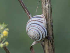 Caucasotachea vindobonensis